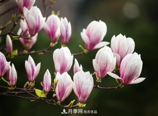 玉蘭不好養(yǎng)？避免這4個問題，植株生長旺盛，枝繁葉茂開花多(圖1)