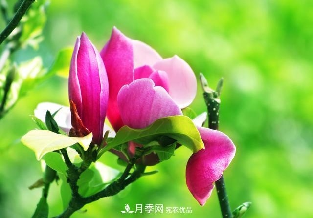 玉蘭不好養(yǎng)？避免這4個問題，植株生長旺盛，枝繁葉茂開花多(圖6)