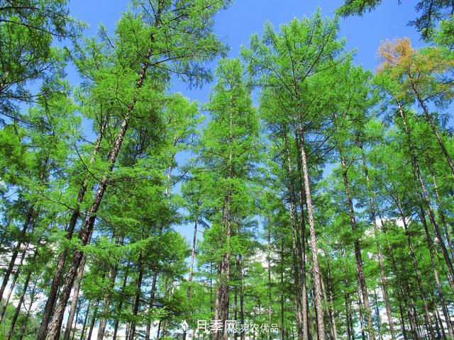 落葉松育苗造林技術，種植方法既簡單又方便，高產又增收(圖3)