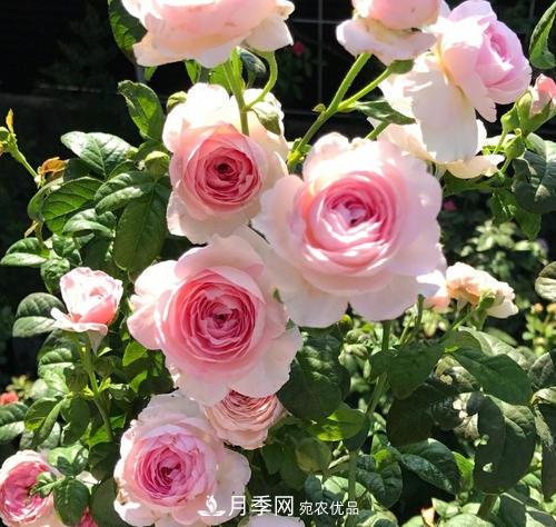 夏天養(yǎng)月季花，了解掌握4個要點，秋花開爆盆(圖1)