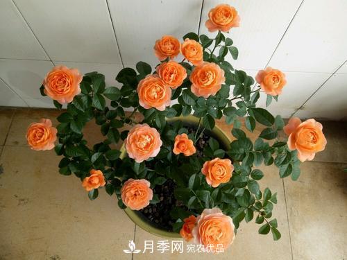 夏天養(yǎng)月季花，了解掌握4個要點，秋花開爆盆(圖5)