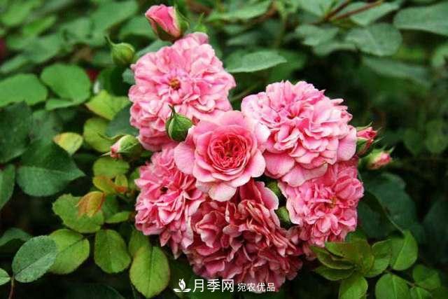 月季界的4大開(kāi)花品種，養(yǎng)2種就擁有一個(gè)花園(圖5)