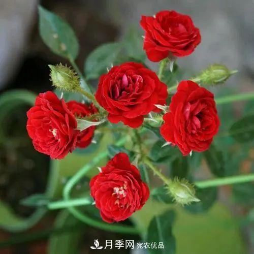 5種適合種在陽(yáng)臺(tái)的月季，生病幾率小，開(kāi)花有特色(圖1)