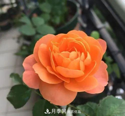 5種適合種在陽(yáng)臺(tái)的月季，生病幾率小，開(kāi)花有特色(圖2)