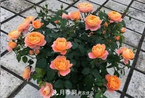 5種適合種在陽(yáng)臺(tái)的月季，生病幾率小，開(kāi)花有特色(圖4)