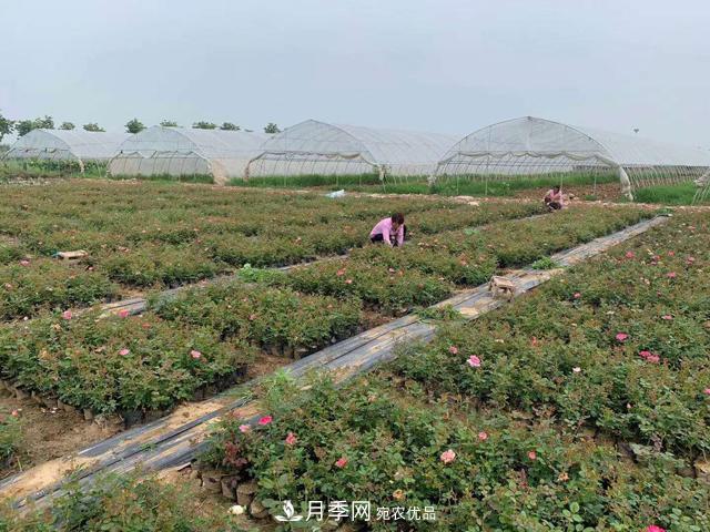 敲暈幾個(gè)苗木大戶(hù)后，我整理出了這份《高價(jià)苗木進(jìn)階手冊(cè)》(圖2)