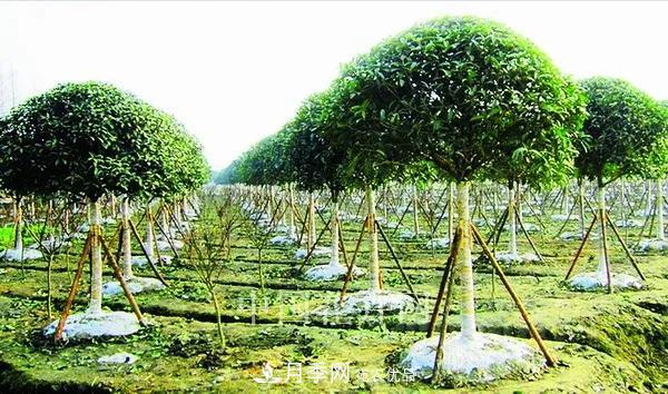 敲暈幾個(gè)苗木大戶(hù)后，我整理出了這份《高價(jià)苗木進(jìn)階手冊(cè)》(圖1)