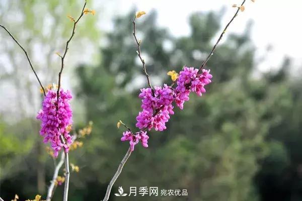 這些苗木價(jià)格***貴，市場(chǎng)潛力大，未來(lái)可以繼續(xù)發(fā)展！(圖4)