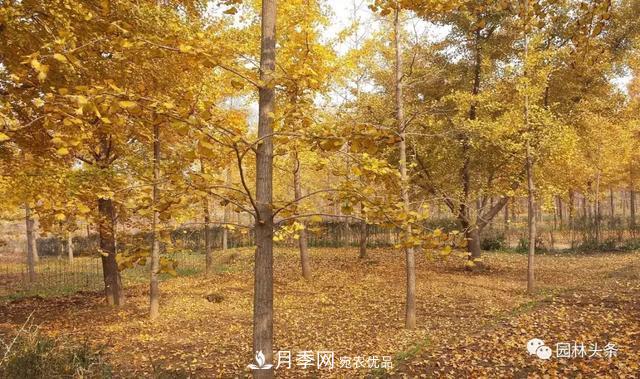這些苗木價(jià)格***貴，市場(chǎng)潛力大，未來(lái)可以繼續(xù)發(fā)展！(圖2)