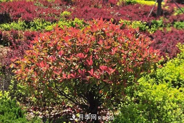 這些苗木價(jià)格***貴，市場(chǎng)潛力大，未來(lái)可以繼續(xù)發(fā)展！(圖3)
