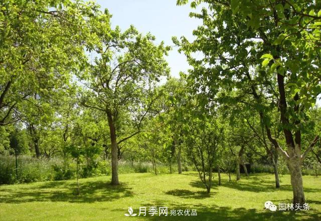 這些苗木價(jià)格***貴，市場(chǎng)潛力大，未來(lái)可以繼續(xù)發(fā)展！(圖5)