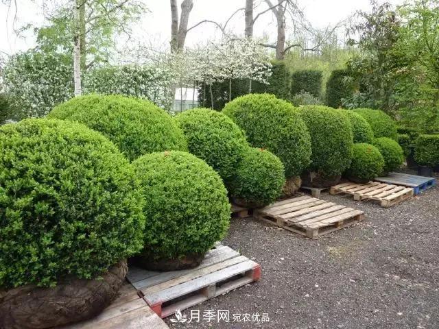 這些中國著名苗木產地你知道幾個？值得收藏！(圖6)