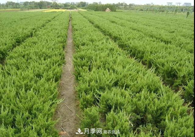 這些中國著名苗木產地你知道幾個？值得收藏！(圖4)