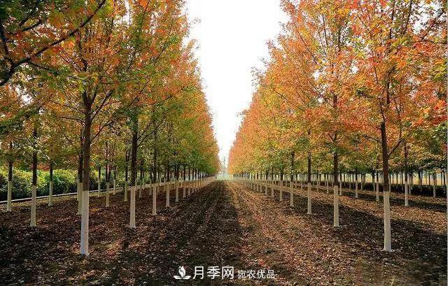 這些中國著名苗木產地你知道幾個？值得收藏！(圖5)