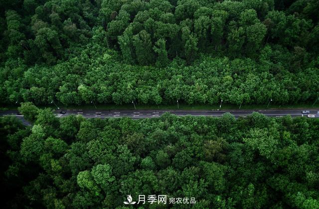 2020年度全國苗木供需分析報告，這些苗木市場需求大(圖1)