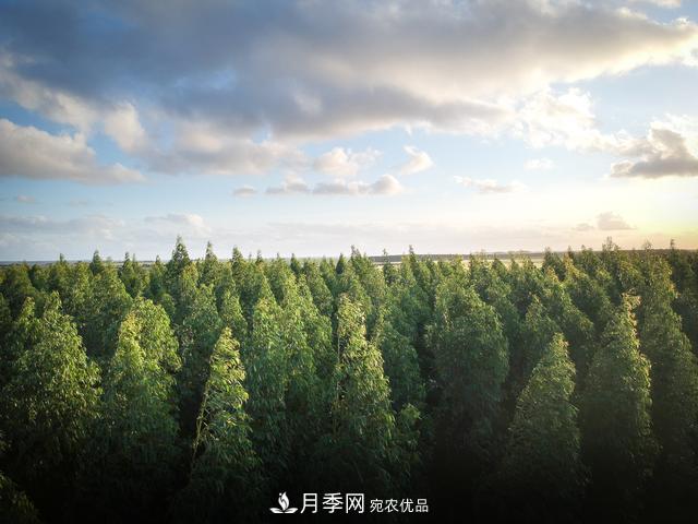 2020年度全國苗木供需分析報告，這些苗木市場需求大(圖2)