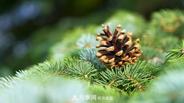 2020年度全國苗木供需分析報告，這些苗木市場需求大(圖5)