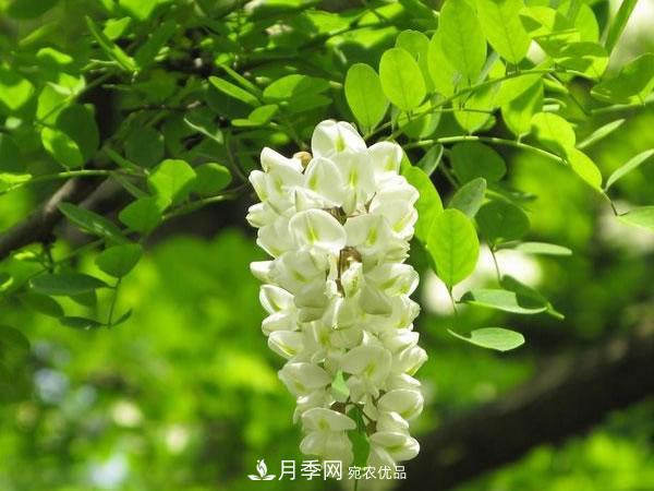 2020年度全國苗木供需分析報告，這些苗木市場需求大(圖3)