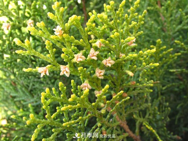 2020年度全國苗木供需分析報告，這些苗木市場需求大(圖4)
