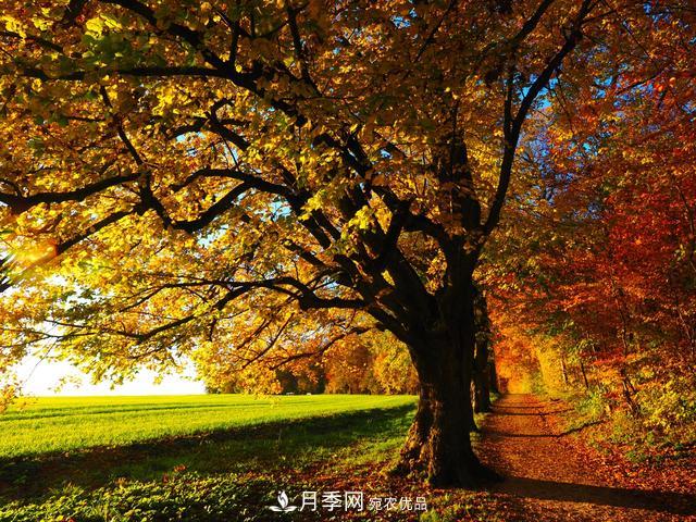 2020年度全國苗木供需分析報告，這些苗木市場需求大(圖7)
