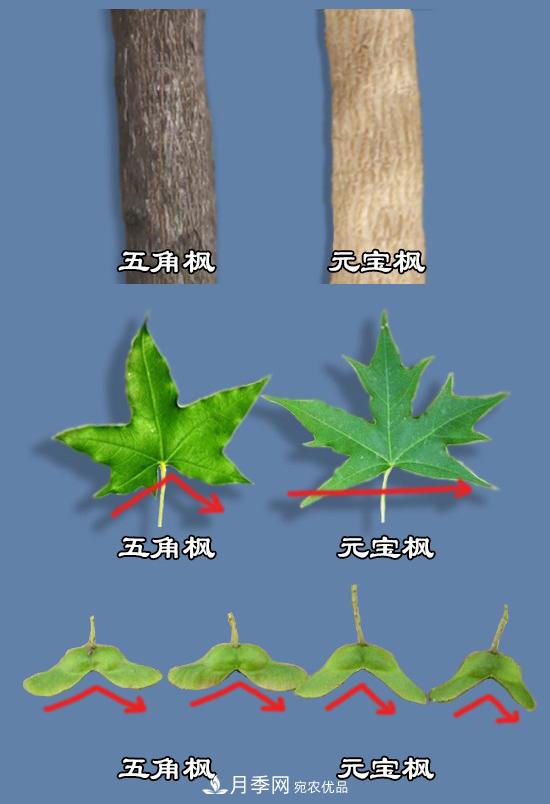 只用一張圖片，讓你馬上分清五角楓和元寶楓的區(qū)別(圖1)
