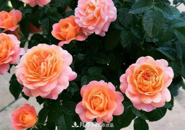 月季花施肥需要注意什么？(圖1)