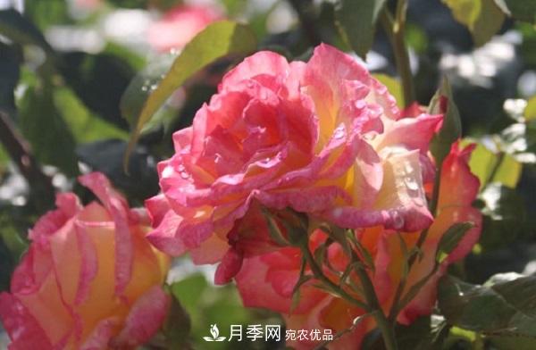 月季總是長(zhǎng)不好？這樣修剪就對(duì)了！(圖1)