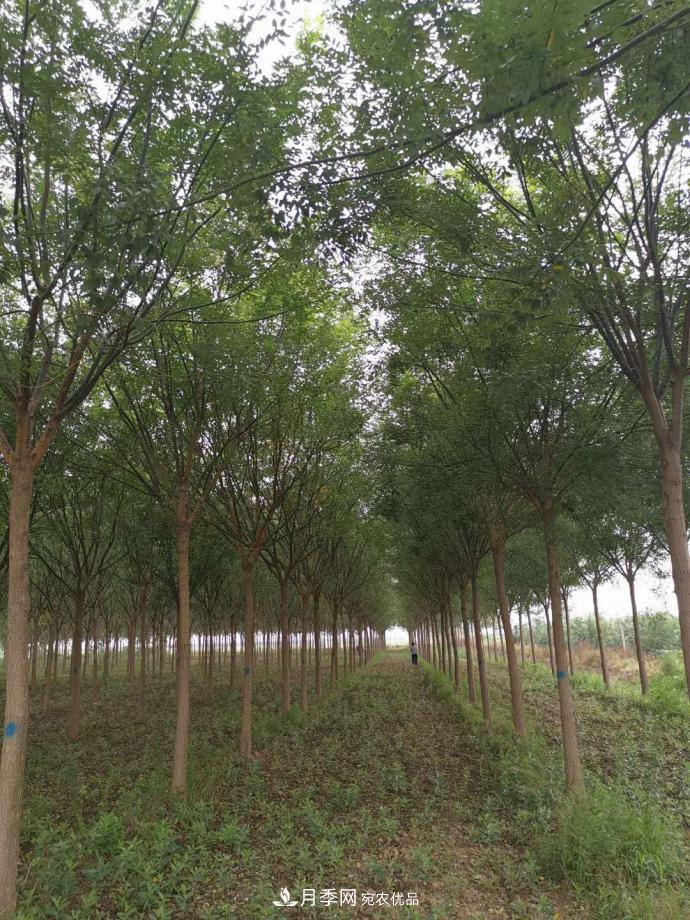 浙江滕頭園林今年做了兩件事，第二件將為你省一大筆錢！(圖1)