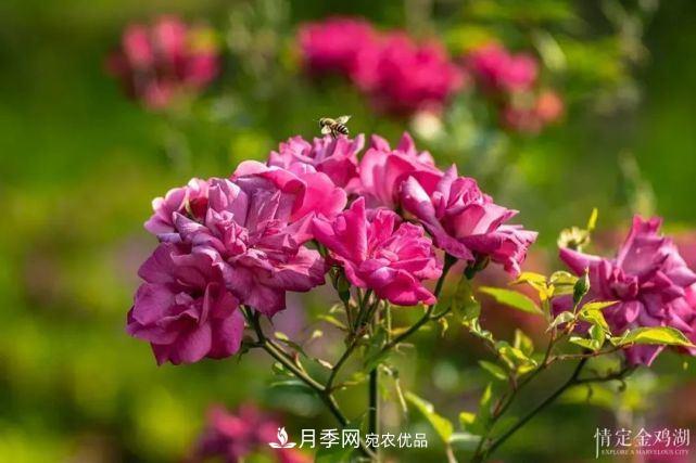蘇洲金雞湖畔！大美月季花海！(圖3)