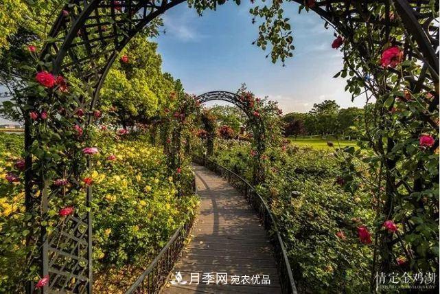 蘇洲金雞湖畔！大美月季花海！(圖4)