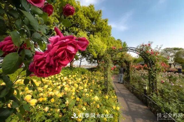 蘇洲金雞湖畔！大美月季花海！(圖6)