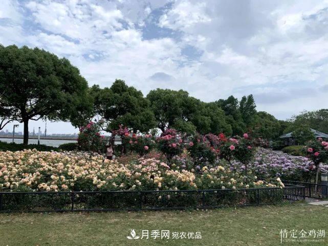 蘇洲金雞湖畔！大美月季花海！(圖7)
