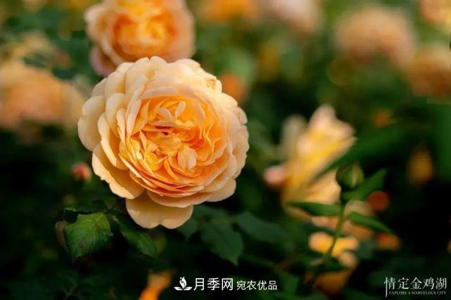 蘇洲金雞湖畔！大美月季花海！(圖8)