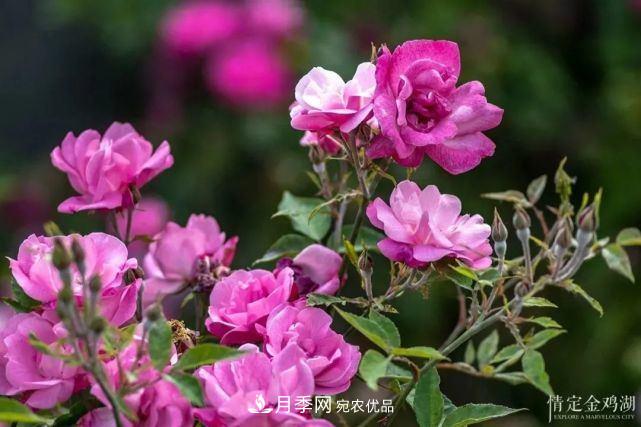 蘇洲金雞湖畔！大美月季花海！(圖9)