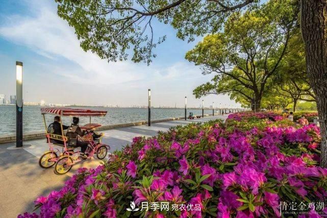 蘇洲金雞湖畔！大美月季花海！(圖10)