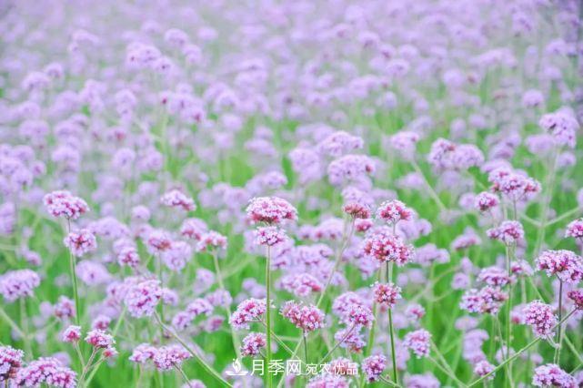 蘇洲金雞湖畔！大美月季花海！(圖12)