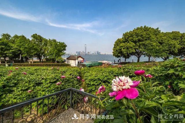 蘇洲金雞湖畔！大美月季花海！(圖11)
