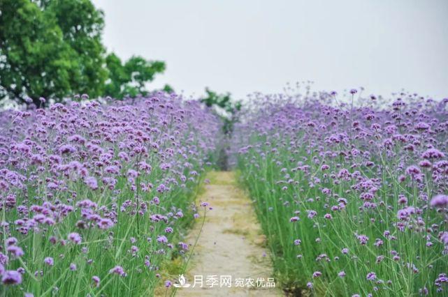 蘇洲金雞湖畔！大美月季花海！(圖13)