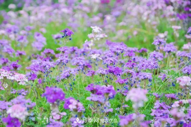 蘇洲金雞湖畔！大美月季花海！(圖14)