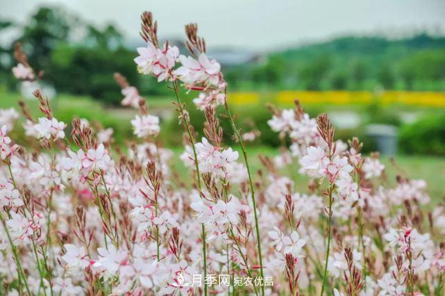 蘇洲金雞湖畔！大美月季花海！(圖16)