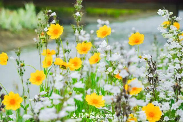 蘇洲金雞湖畔！大美月季花海！(圖17)