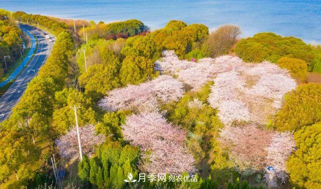 蘇洲金雞湖畔！大美月季花海！(圖19)