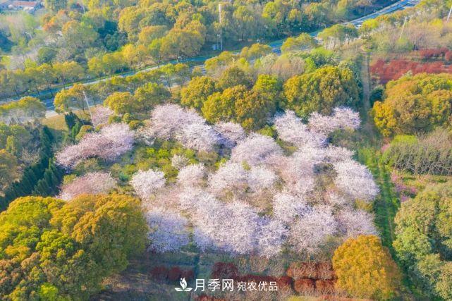 蘇洲金雞湖畔！大美月季花海！(圖20)
