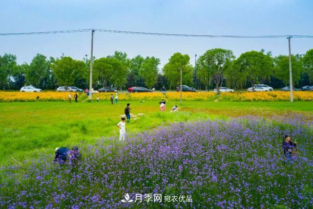 蘇洲金雞湖畔！大美月季花海！(圖24)