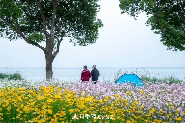 蘇洲金雞湖畔！大美月季花海！(圖23)