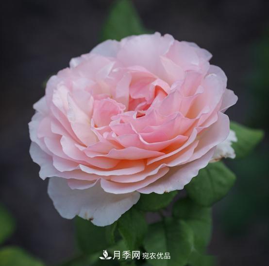 月季達(dá)人分享2個(gè)養(yǎng)護(hù)小技巧，新人入月季坑輕松學(xué)(圖1)