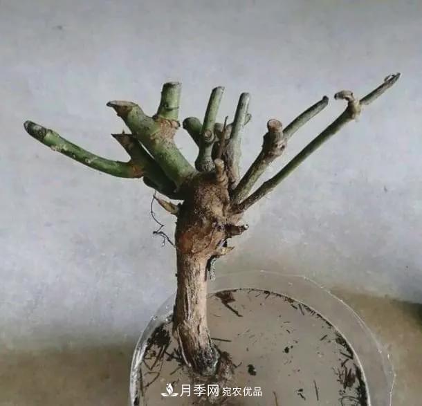 假花開始橫行，擦亮眼睛，秋天這3種***容易造假(圖6)