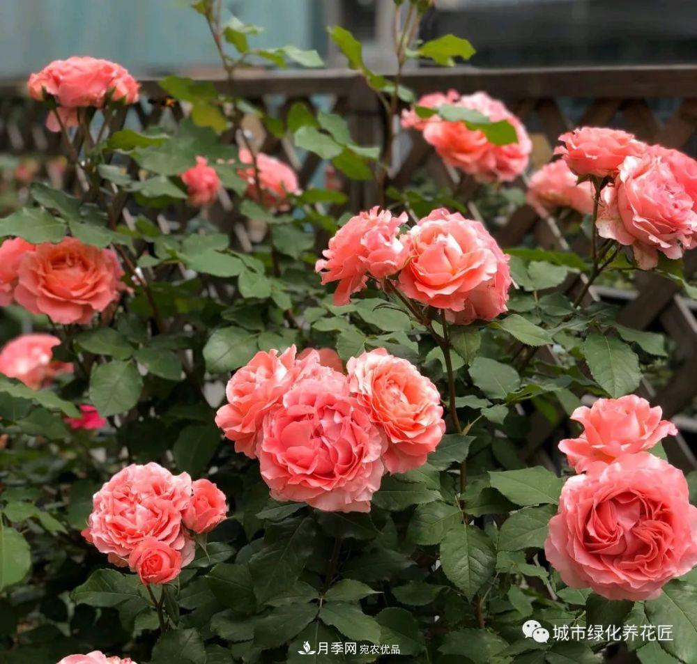 月季基礎(chǔ)知識(shí)：月季肥害，月季藥害，月季薊馬危害的基本特征(圖4)