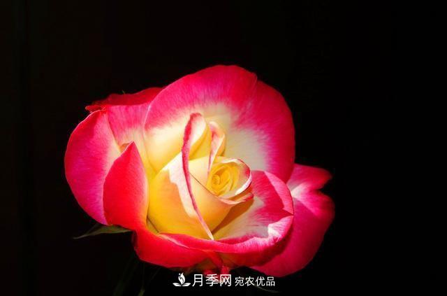月季太美，哪一種月季的芳香，能讓你的嗅覺感到幸福？(圖7)
