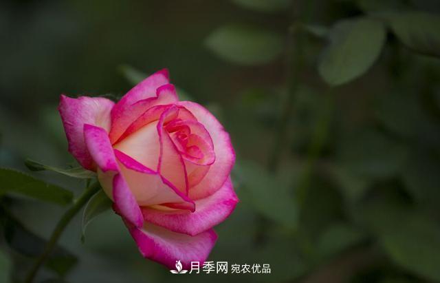 月季太美，哪一種月季的芳香，能讓你的嗅覺感到幸福？(圖1)